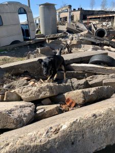 Hund in der Trümmersuche