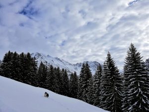 hund im schnee