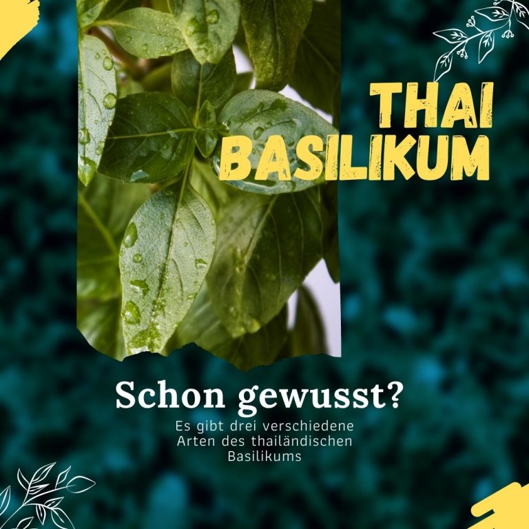 Infografik Basilikum