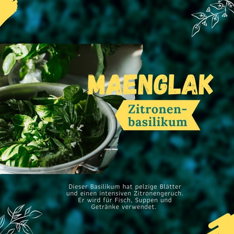Infografik Basilikum