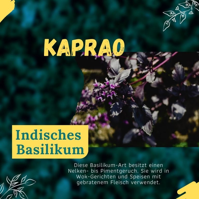 Infografik Basilikum