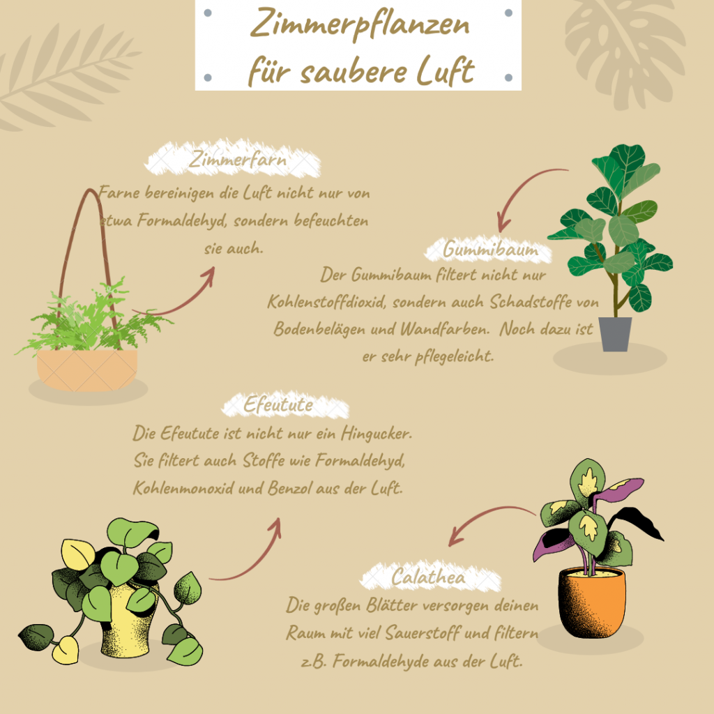 Infografik Zimmerpflanzen